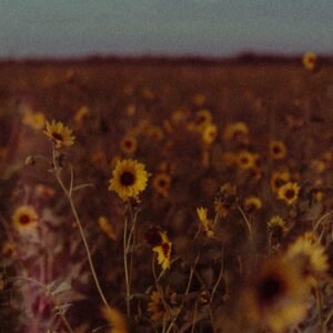 Yellow Aesthetic Lightroom Photo and Video Preset