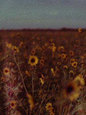 Yellow Aesthetic Lightroom Photo and Video Preset
