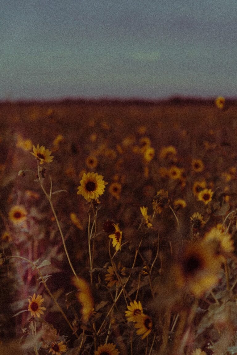 Yellow Aesthetic Lightroom Photo and Video Preset