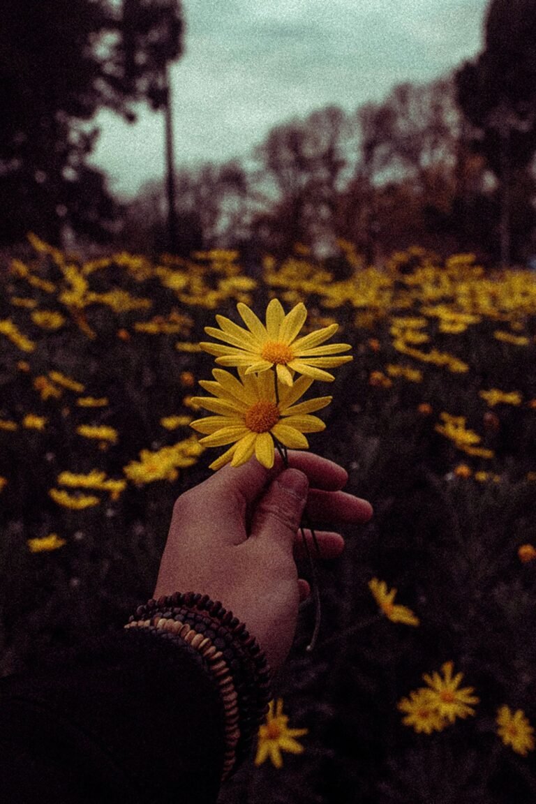 Yellow Aesthetic Lightroom Photo and Video Preset