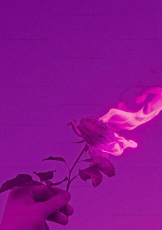 Rose on fire baddie aesthetic image for wall collage and creative projects