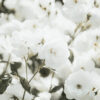 Quiet Luxury Aesthetic Photo preset