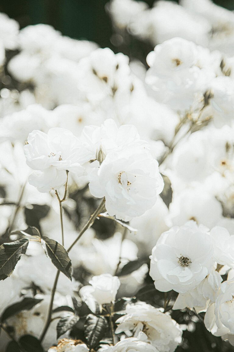 Quiet Luxury Aesthetic Photo preset